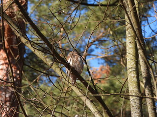 The Eurasian pygmy owl (Glaucidium passerinum) is the smallest owl in Europe. It is a dark reddish to greyish-brown, with spotted sides and half of a white ring around the back of the neck.