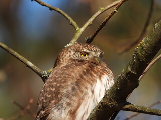 The Eurasian pygmy owl (Glaucidium passerinum) is the smallest owl in Europe. It is a dark reddish to greyish-brown, with spotted sides and half of a white ring around the back of the neck.