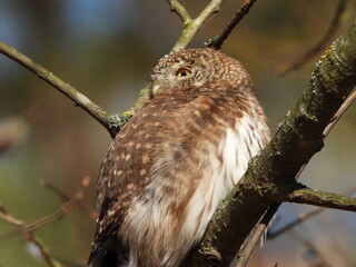 The Eurasian pygmy owl (Glaucidium passerinum) is the smallest owl in Europe. It is a dark reddish to greyish-brown, with spotted sides and half of a white ring around the back of the neck.