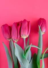 Red tulips on a red background lie in the middle. Holiday postcard. Mothers Day. Birthday. March 8. Women's Day. Surprise. Calendar. Red monochrome. View from above.