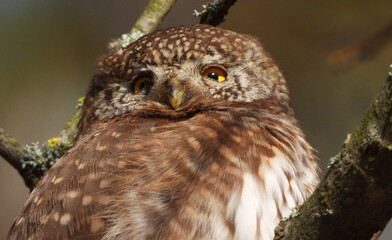 The Eurasian pygmy owl (Glaucidium passerinum) is the smallest owl in Europe. It is a dark reddish to greyish-brown, with spotted sides and half of a white ring around the back of the neck.