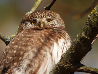 The Eurasian pygmy owl (Glaucidium passerinum) is the smallest owl in Europe. It is a dark reddish to greyish-brown, with spotted sides and half of a white ring around the back of the neck.