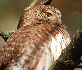 The Eurasian pygmy owl (Glaucidium passerinum) is the smallest owl in Europe. It is a dark reddish to greyish-brown, with spotted sides and half of a white ring around the back of the neck.