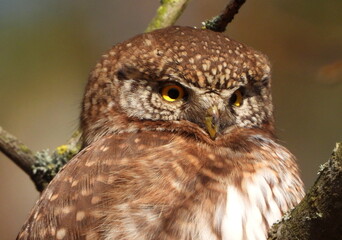 The Eurasian pygmy owl (Glaucidium passerinum) is the smallest owl in Europe. It is a dark reddish to greyish-brown, with spotted sides and half of a white ring around the back of the neck.