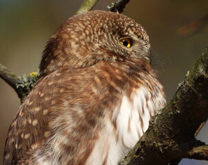The Eurasian pygmy owl (Glaucidium passerinum) is the smallest owl in Europe. It is a dark reddish to greyish-brown, with spotted sides and half of a white ring around the back of the neck.