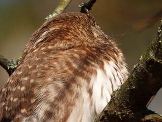 The Eurasian pygmy owl (Glaucidium passerinum) is the smallest owl in Europe. It is a dark reddish to greyish-brown, with spotted sides and half of a white ring around the back of the neck.