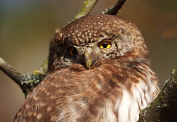 The Eurasian pygmy owl (Glaucidium passerinum) is the smallest owl in Europe. It is a dark reddish to greyish-brown, with spotted sides and half of a white ring around the back of the neck.