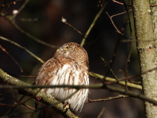 The Eurasian pygmy owl (Glaucidium passerinum) is the smallest owl in Europe. It is a dark reddish to greyish-brown, with spotted sides and half of a white ring around the back of the neck.