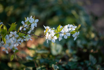 Blooming Buds - A walk to remember