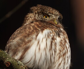 The Eurasian pygmy owl (Glaucidium passerinum) is the smallest owl in Europe. It is a dark reddish to greyish-brown, with spotted sides and half of a white ring around the back of the neck.