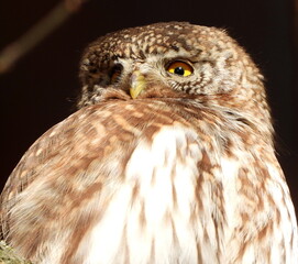 The Eurasian pygmy owl (Glaucidium passerinum) is the smallest owl in Europe. It is a dark reddish to greyish-brown, with spotted sides and half of a white ring around the back of the neck.