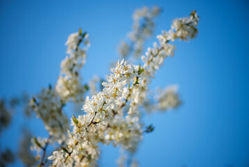 Blooming Buds - A walk to remember