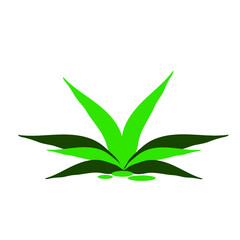 green leaves isolated on white background