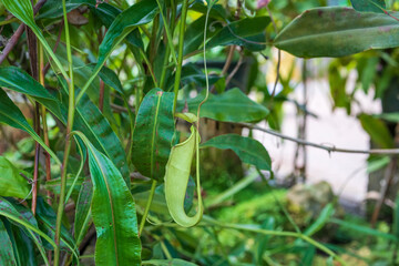 Carnivorous pitcher plants or monkey cups in the garden