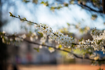 Blooming Buds - A walk to remember