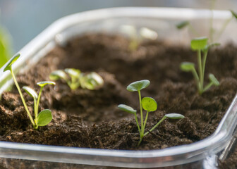plastic plant boxes with earth and the first flower sprouts, blurred background, plant growing in spring for the garden