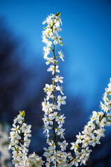 Blooming Buds - A walk to remember