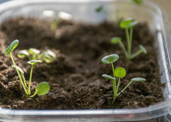 plastic plant boxes with earth and the first flower sprouts, blurred background, plant growing in spring for the garden