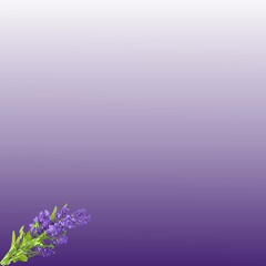 Fototapeta na wymiar violet flowers background
