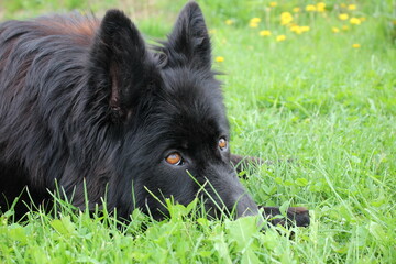  beautiful dog breed of German Shepherd black lies on the grass.