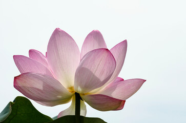연꽃