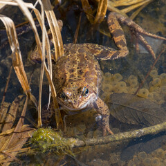 Frogs swiming in the water, frog mating time