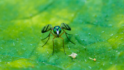 Dolichopodidae is a small and long-legged fly in Australia