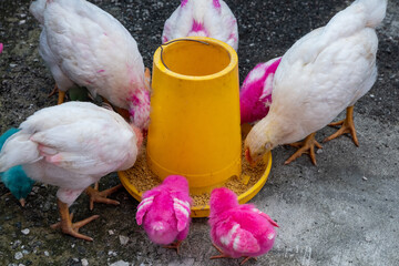 a group of chickens eating pellets