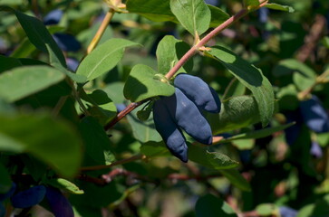Blue honeysuckle branch in summer garden. 