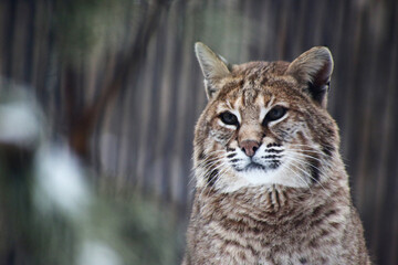 close up portrait of red lynx
