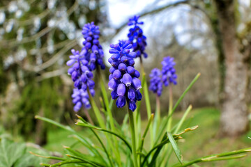 Grape Hyacinth aka Muscari in a woodland setting
