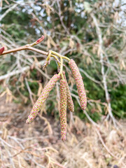 Common alder
