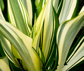 Obraz premium Close up yellow and green plant