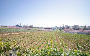 三浦海岸の田園風景と桜1