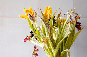 Bouquet of dried tulips on a light background.