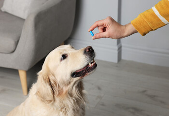 Woman giving pill to cute dog at home, closeup. Vitamins for animal