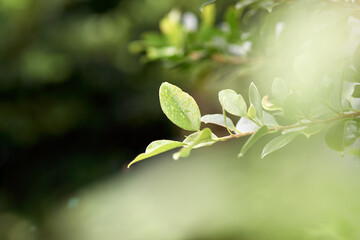 Early morning freshness. Cropped shot of wet plants in the morning.