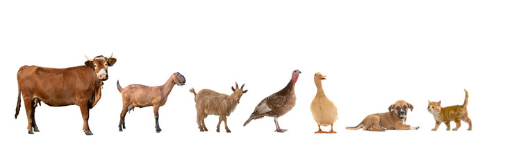 rural animals isolated on white background
