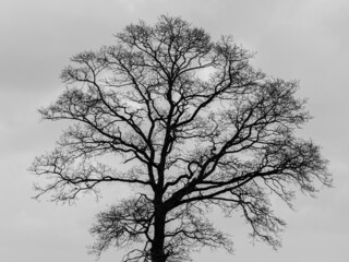 Winter landscape with bare tree in black and white tones, Silhouette of branches tree with leafless with grey cloudy sky, Typical Dutch polder in countryside of Holland, Netherlands.