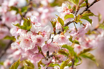 桜