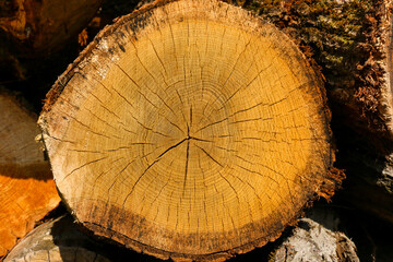 Hirnholz einer Eiche mit Jahresringen und kleinen Trocknungsrissen