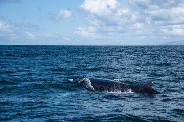 The fin of a humpback whale appearing above the surface of the Atlantic Ocean.