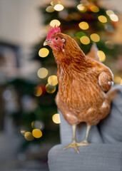 Chicken in front of fairy lights