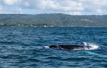 The fin of a humpback whale appearing above the surface of the Atlantic Ocean.