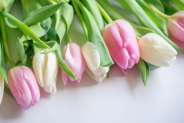 Pink and white tulips in close-up