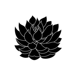 Succulent echeveria in simple style, vector illustration. Desert flower for print and design. Silhouette mexican plant, graphic isolated element on a white background. Houseplant for decor interior
