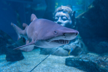 Close up of great shark swimming underwater - Powered by Adobe