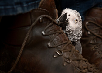 African Grey Parrot resting head on owner's boots