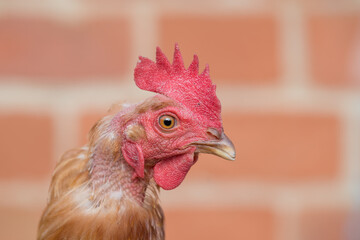 Chicken standing in front of brick wall