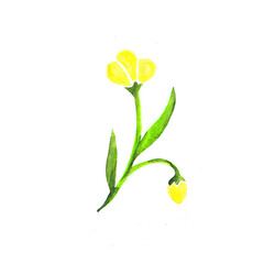 watercolour floral, delicate flowers, yellow,red and pink flowers,